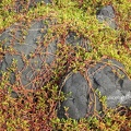 Meerportulak (Sesuvium portulacastrum)